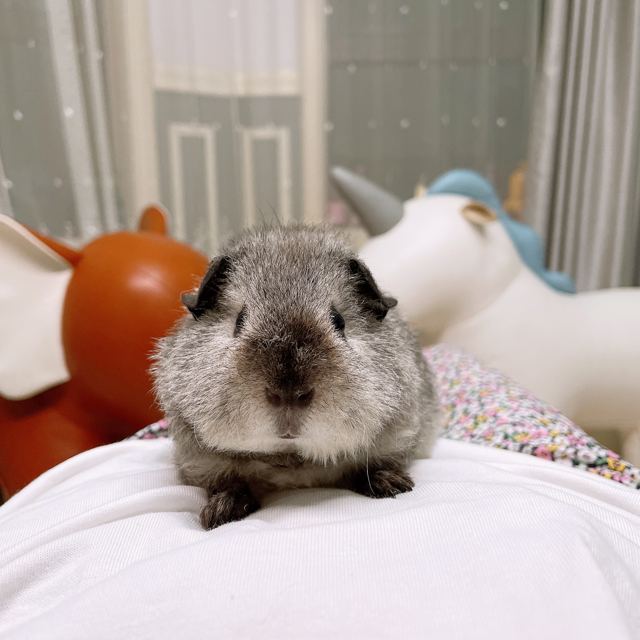 灰白考拉泰加妹妹荷兰猪豚鼠活体