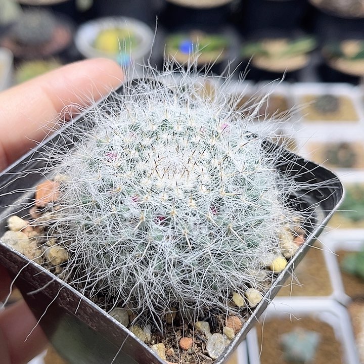 雪猿玉翁实生球一颗