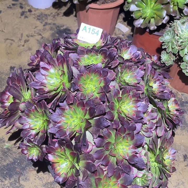 多肉植物断枝不包154安娜