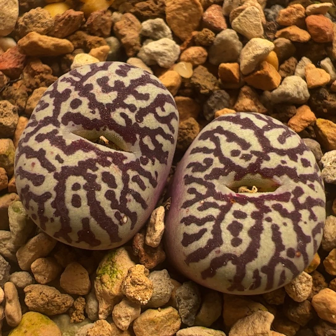 超级紫墨多肉植物百科74