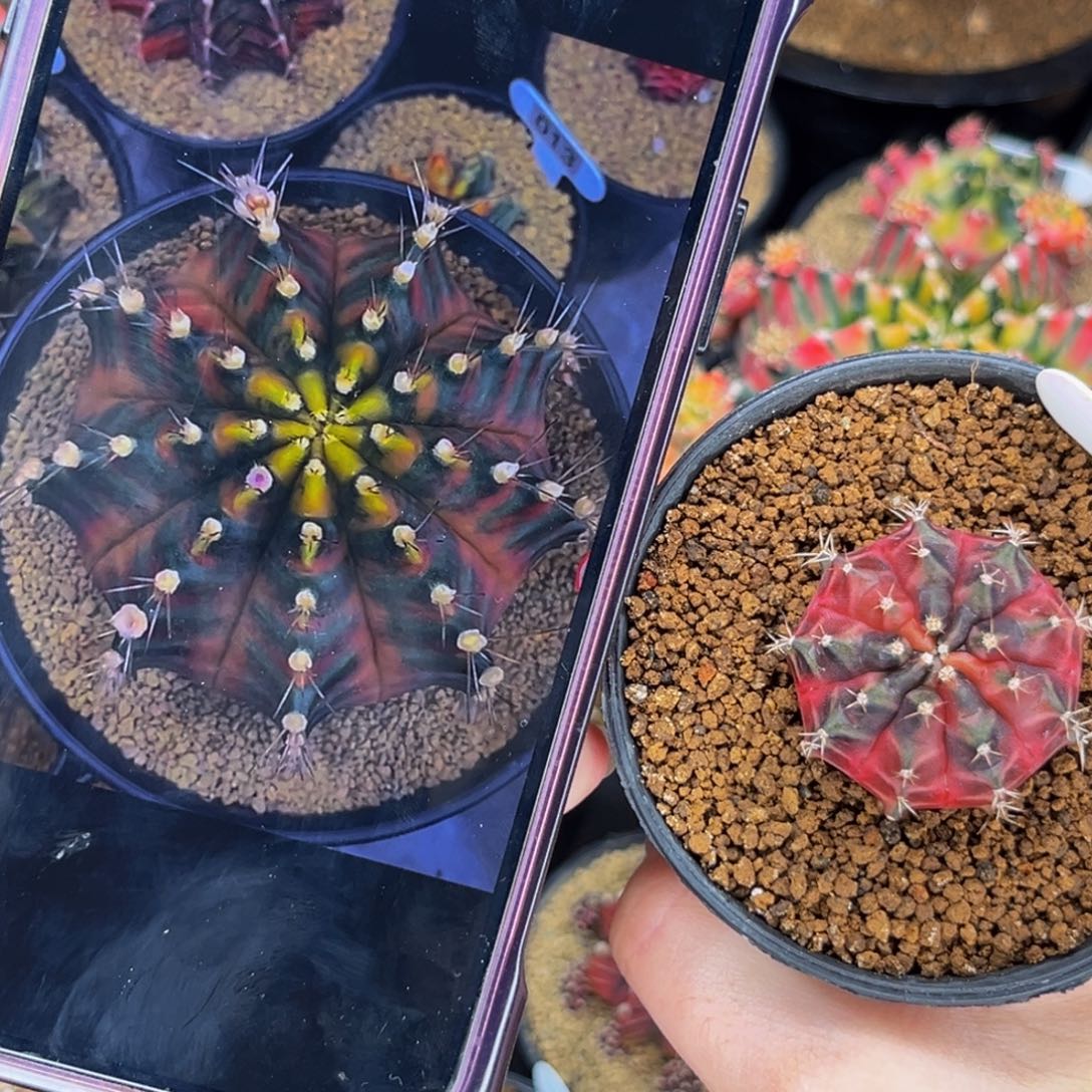 乌贼b 米哈仙人球