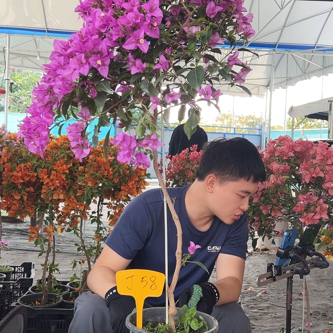 临***）大部分花苞少量开放J58巴西紫