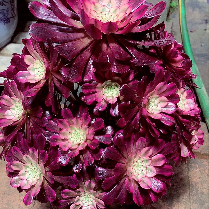 红铜白啊啊啊啊啊啊啊