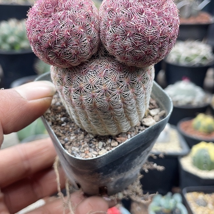 红太阳米奇头超可爱