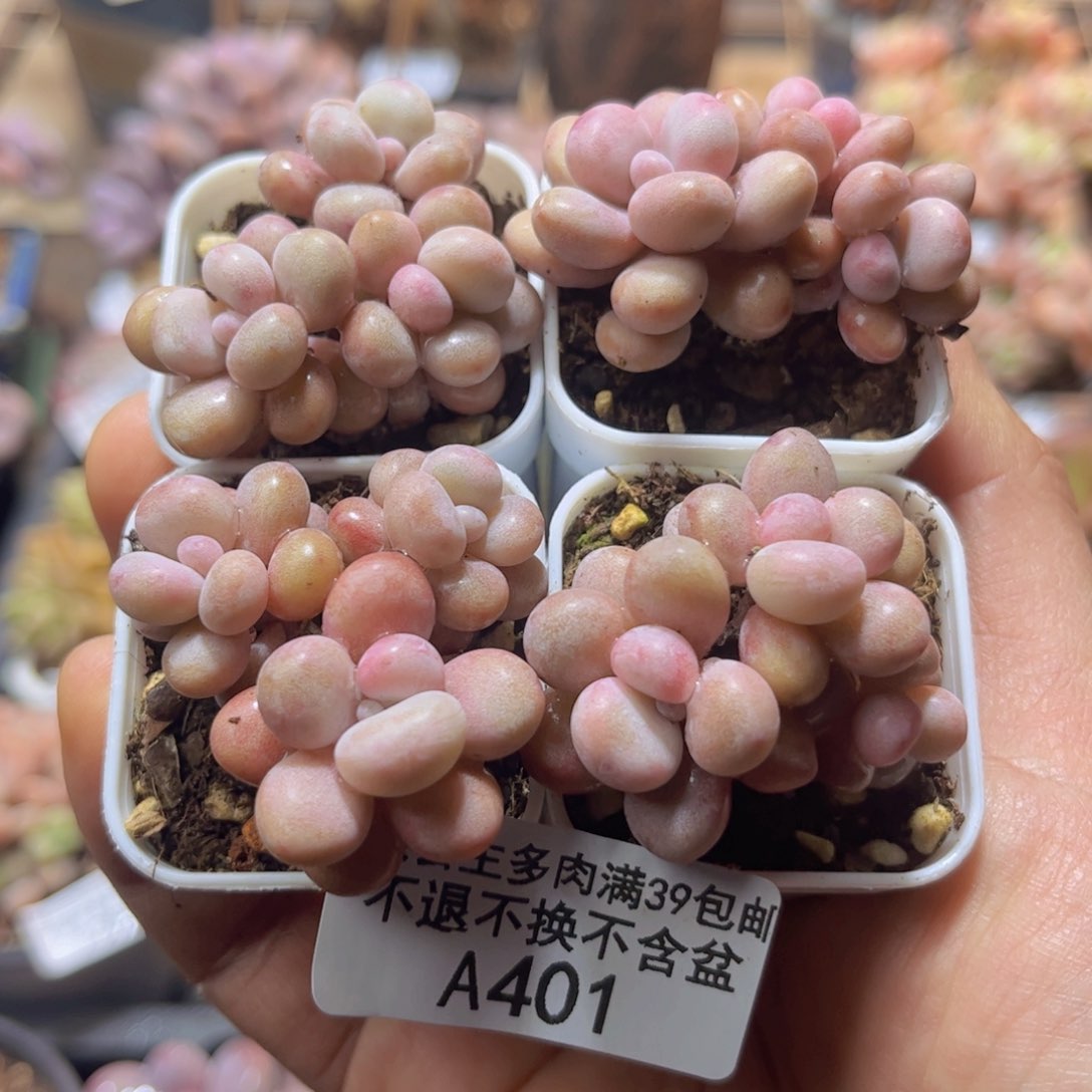 401四颗丸叶桃蛋