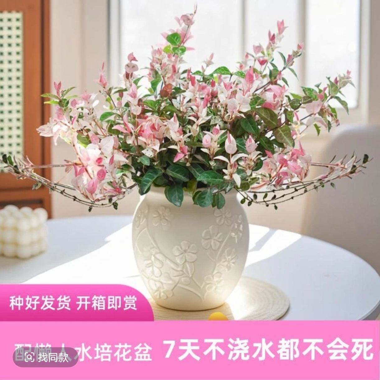 【含盆】花叶络石盆栽室内四季五彩花卉耐热耐寒好养绿植