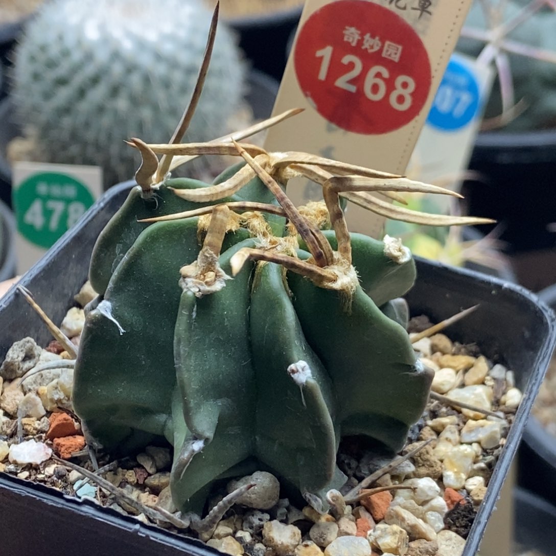 实生水牛角大凤玉4.8cm