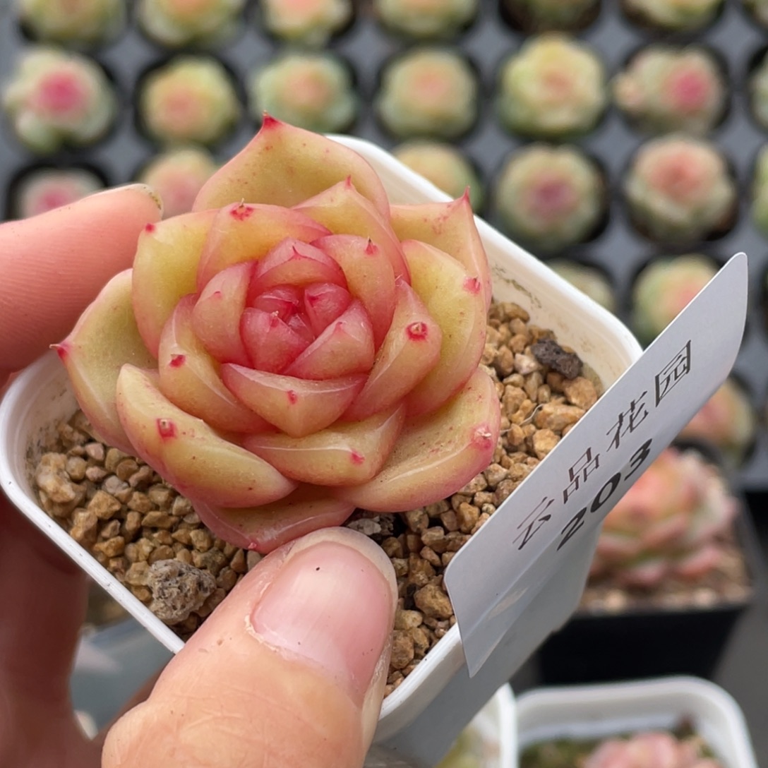 203号糖心冰心珍妮 抹茶芭菲