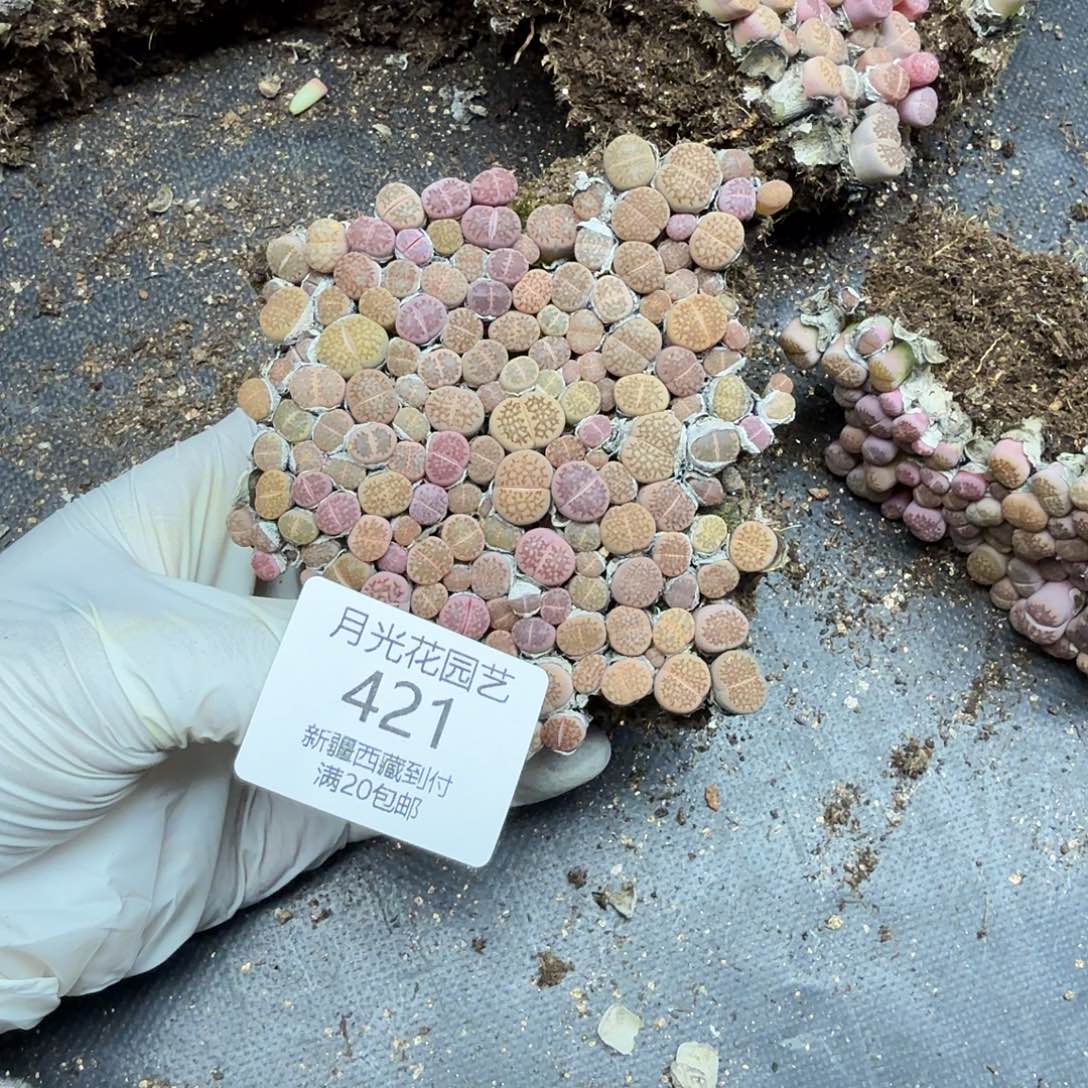 女***烟不过他不可能再像现在那么努力421