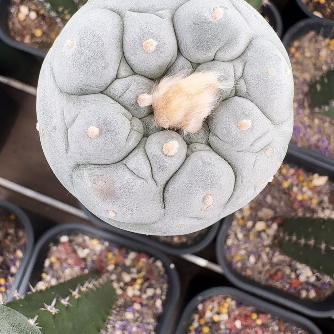 袖蒲苗接佛头5.3cm024