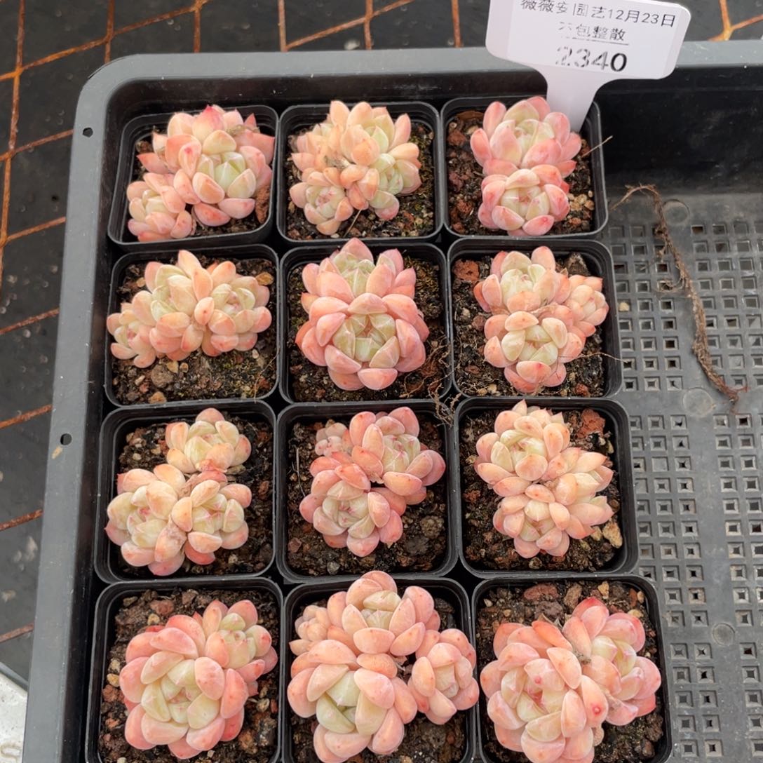 不包整散 盆子不售后2340