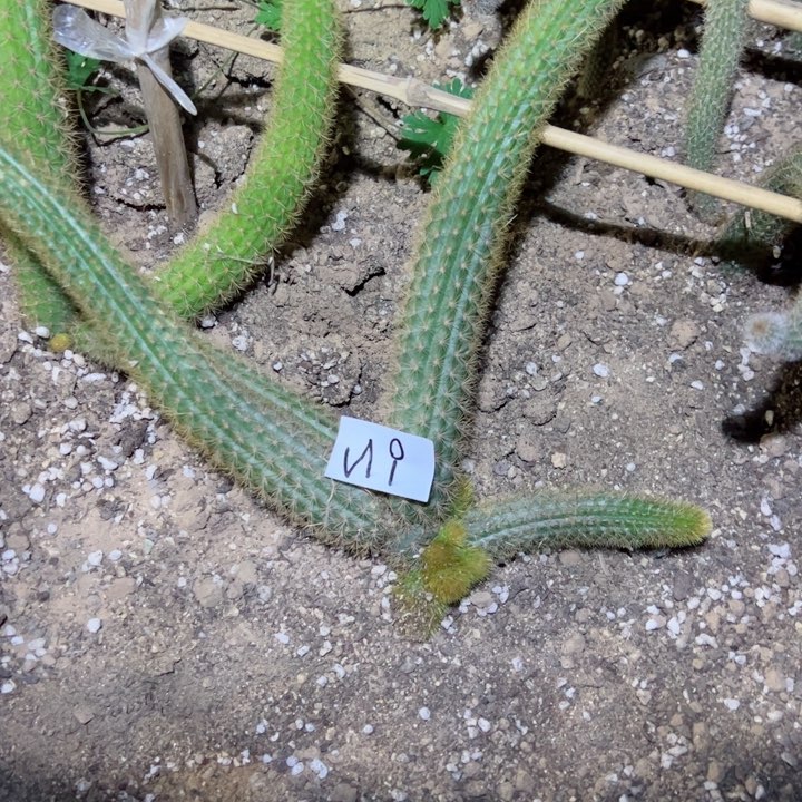 老*N9自根金妞红蜻蜓35