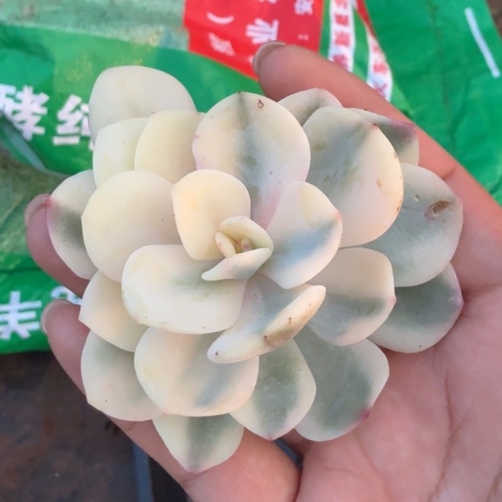下播福利白月光锦一颗的