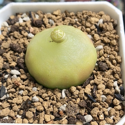 多肉肉锥 3.5Cm 大灯泡