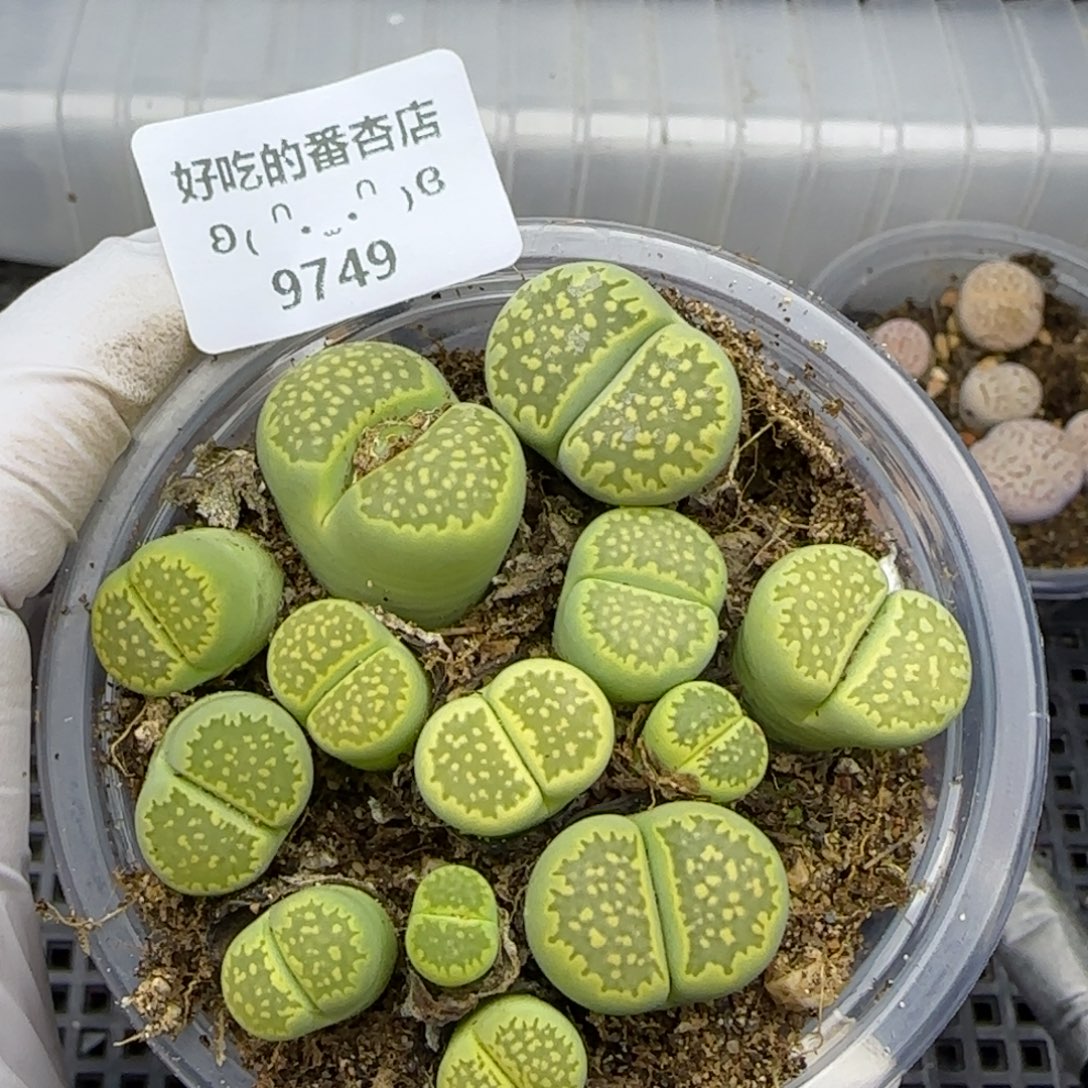 9749。默认脱土。18包邮。偏远88包邮