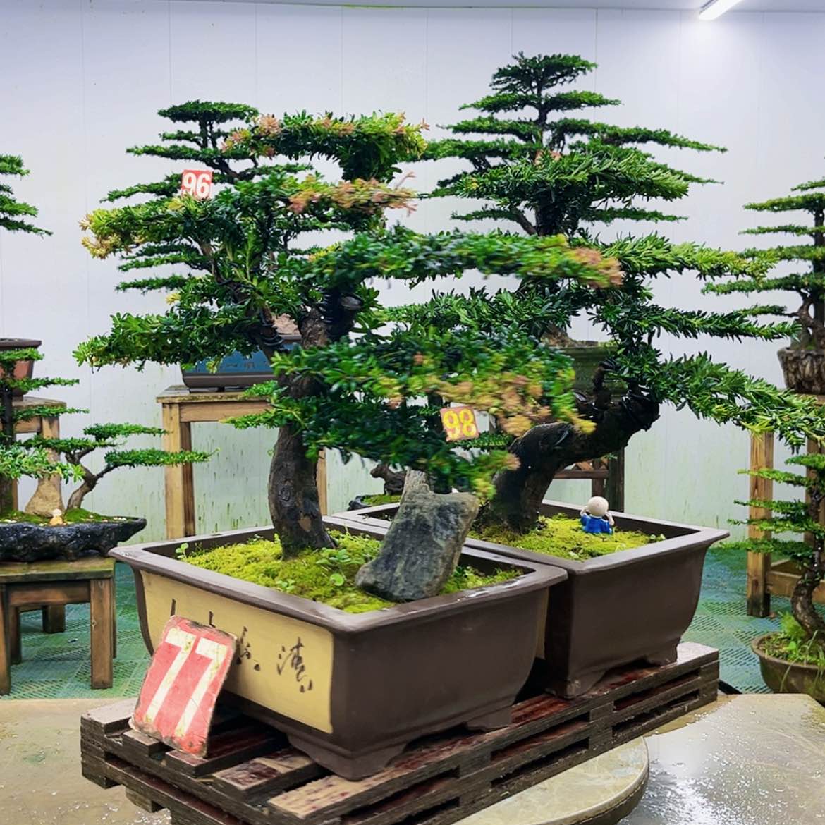 【闪购商品】无花朵