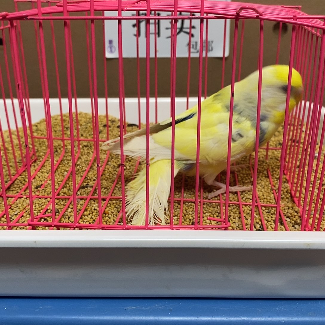 虎皮鹦鹉大头虎皮