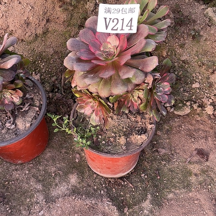 肉***迷214烟花   多肉植物     