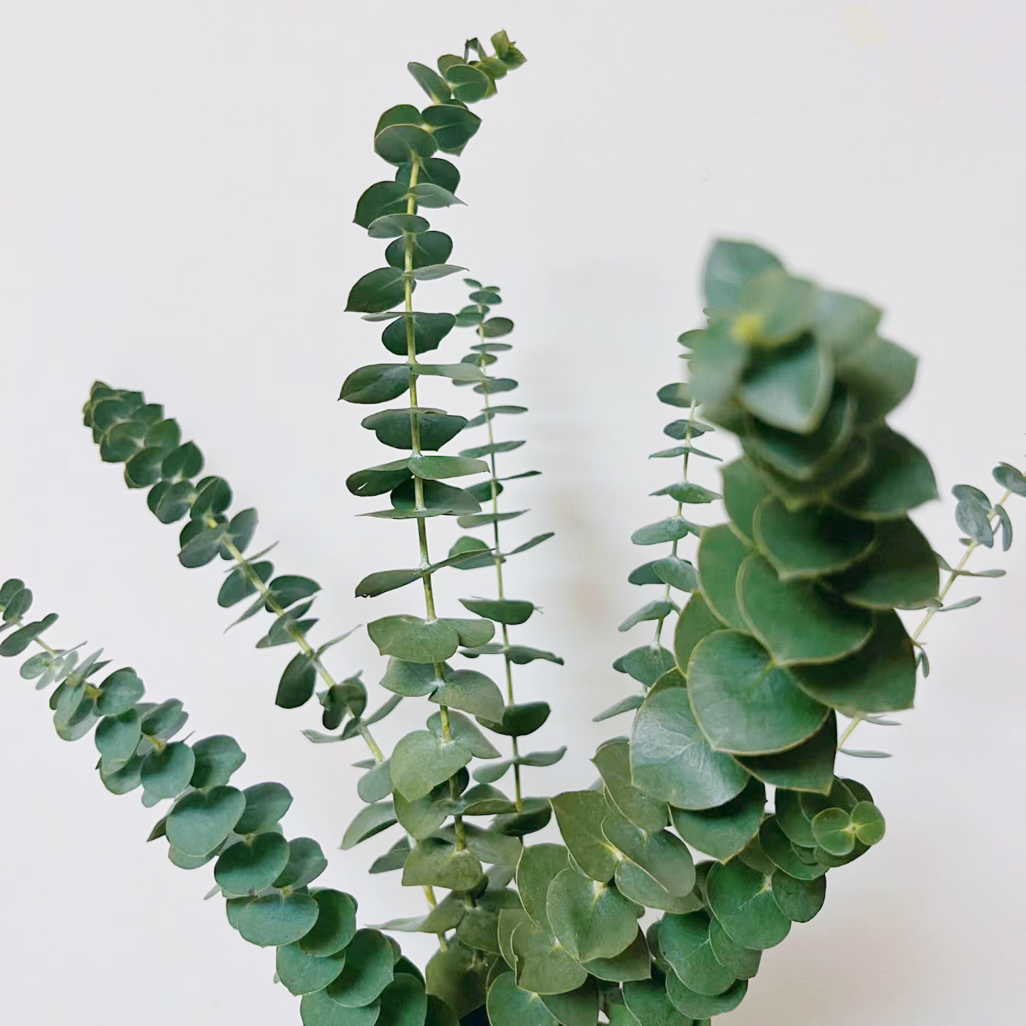 【尤加利】配草云南昆明基地直发水养 插花 花束 零度拍保温棉