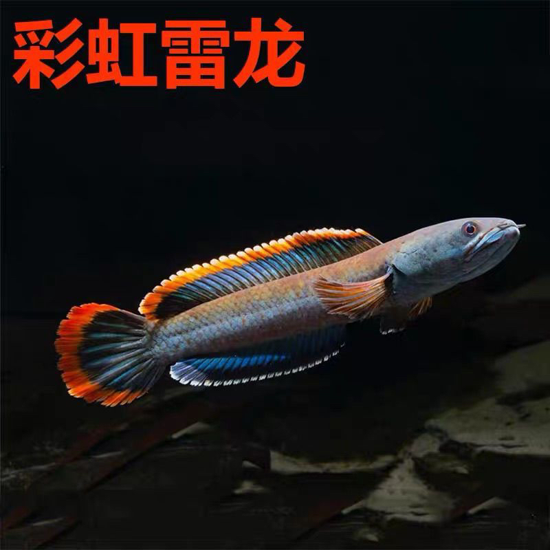观赏鱼彩虹雷龙鱼冷水原生鱼大型热带淡水活鱼凶猛好养