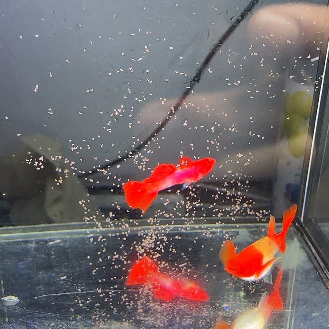 孔雀鱼双分水一对