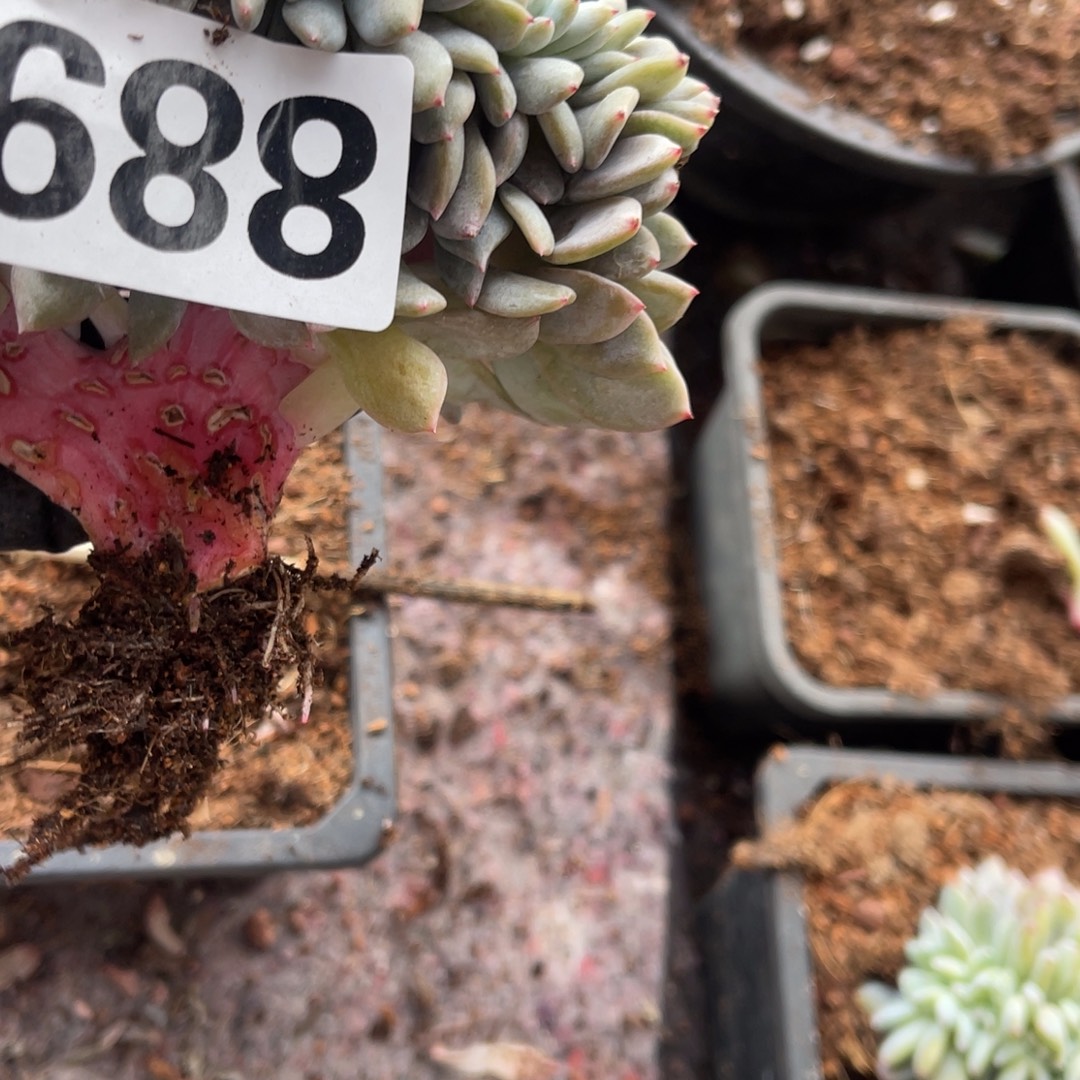 呗***、68888888888888888