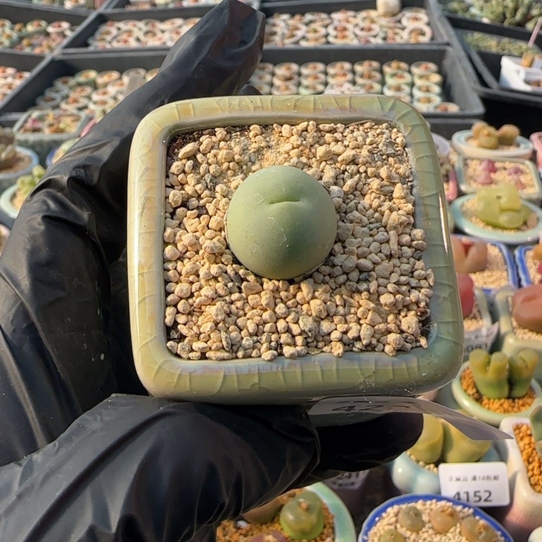 4203--一物一拍 带盆