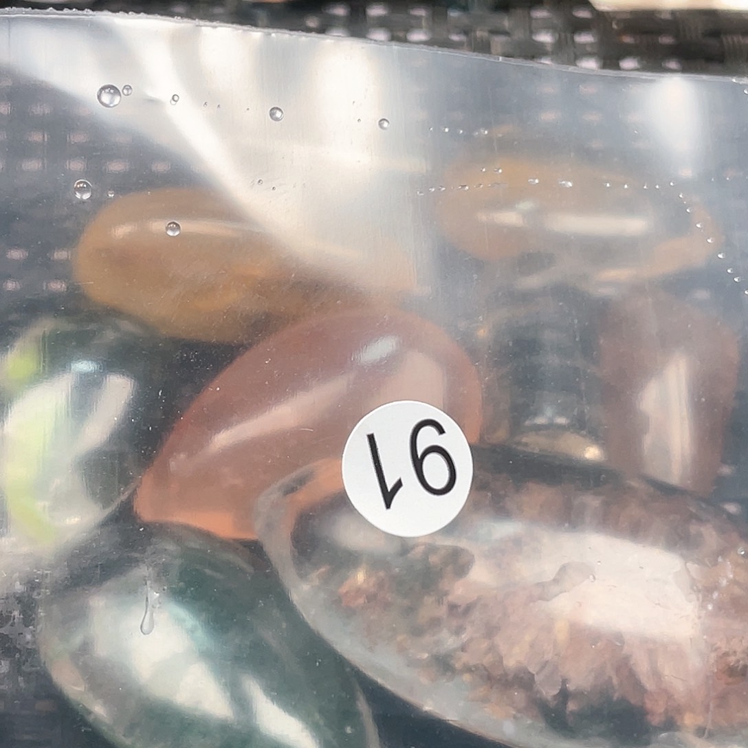 【闪购商品】颈饰未镶嵌水晶丫*