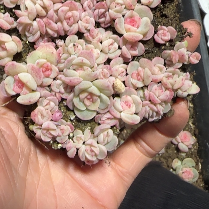 ^***^85号王者系列多肉一盒