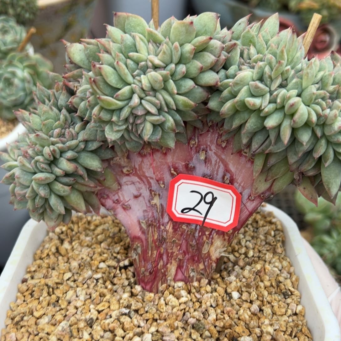 柒*新年快乐 新年快乐 新年快乐