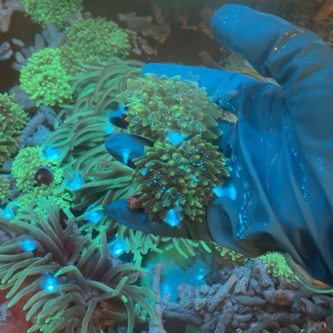 古***纽扣珊瑚荧光绿奶22222