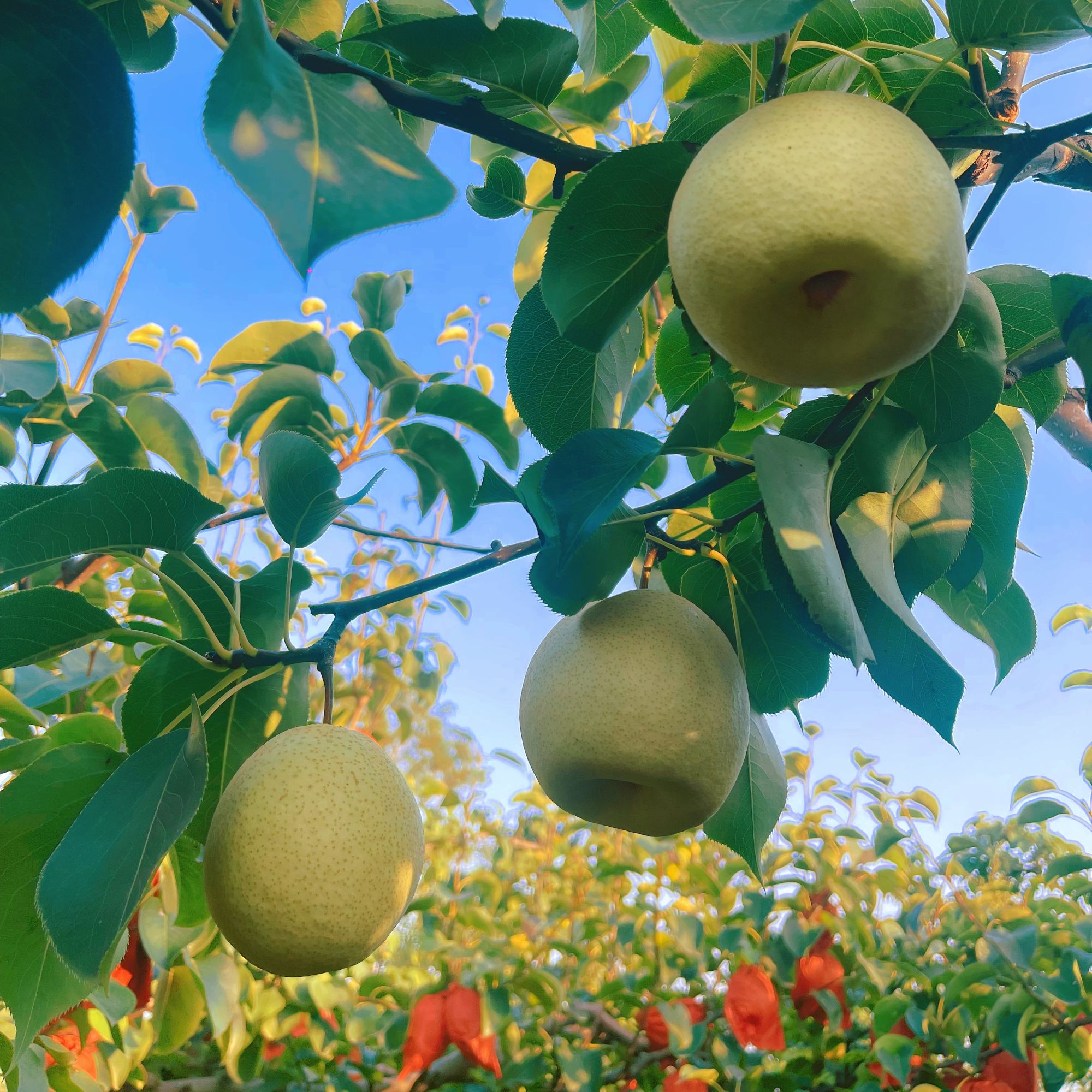果王带箱10斤装-山西正宗酥梨新鲜采摘皮薄核小脆甜多汁口感爽口