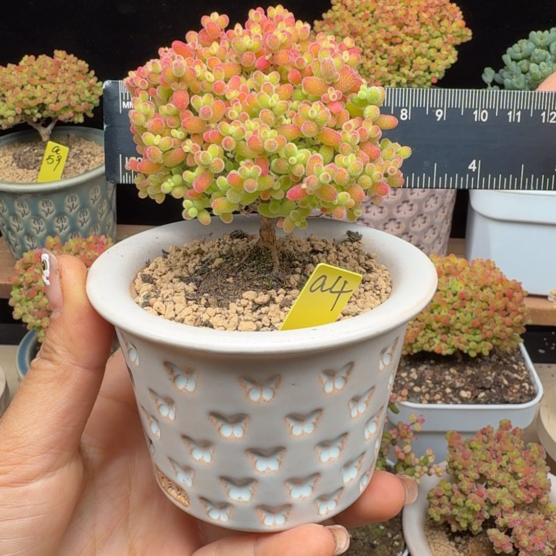 芋****a4号蜜橘冠服6厘米左右不要盆