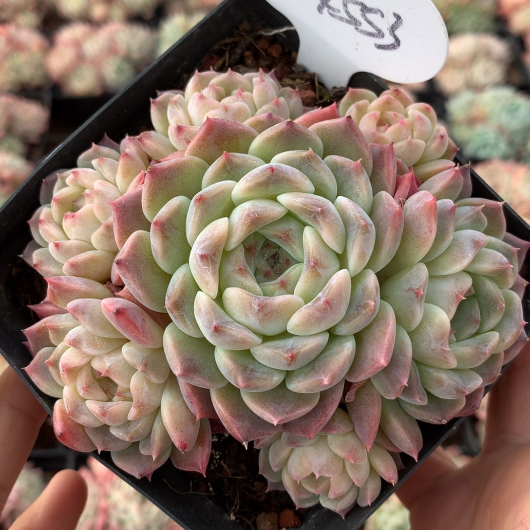 7头巧克力冰魄无砍捧花群4553