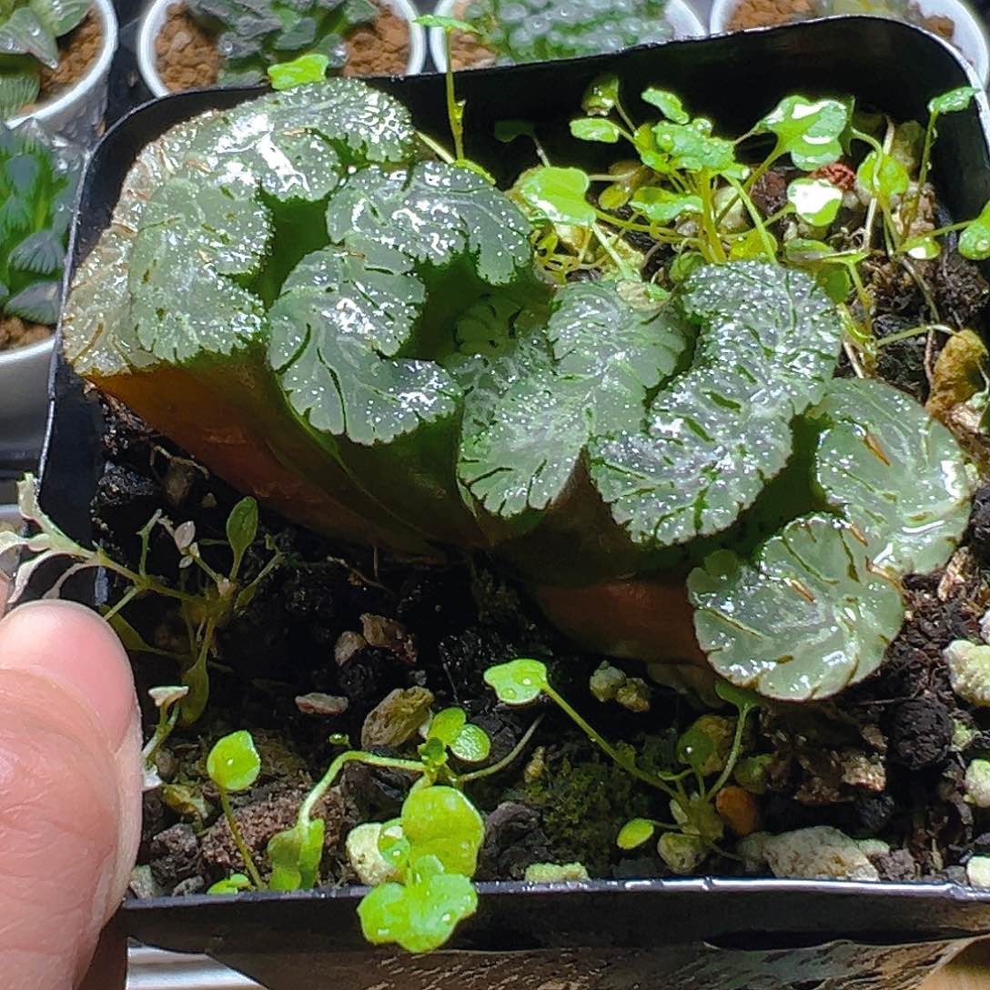 黑武泰玉扇多肉多肉一颗