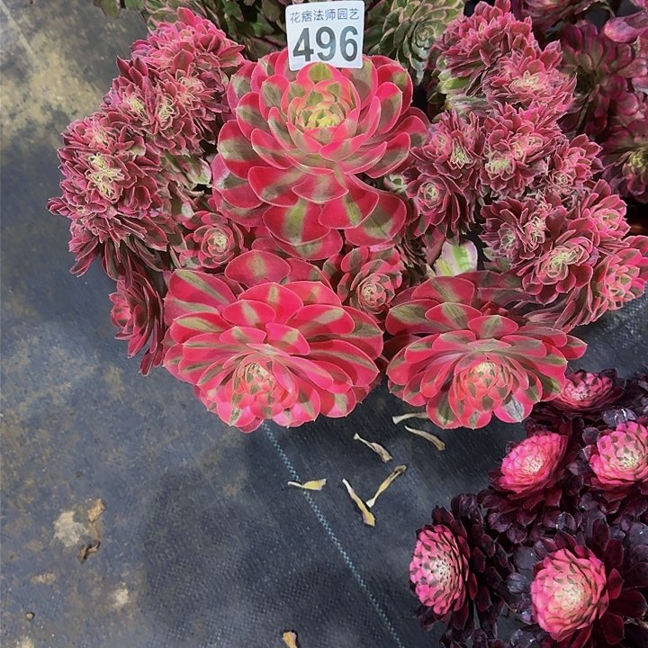 红陶六****冷粉女巫缀496