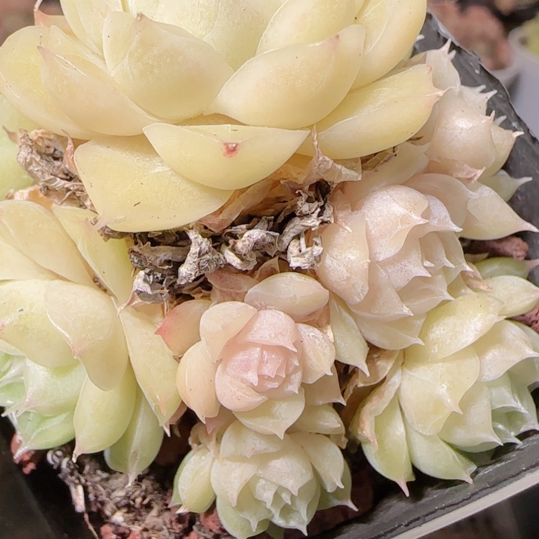 花语逸镜1129-158散