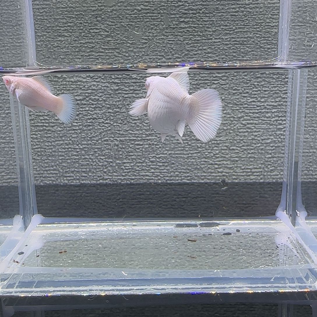 黑玛丽鱼瓷白粉钻眼