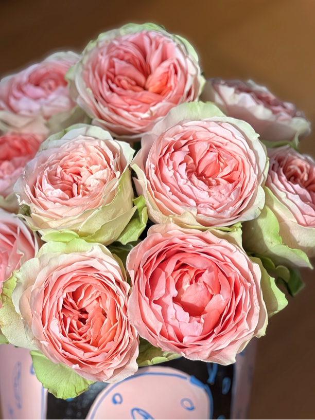 （绿光玫瑰）彩-地心引力10支！三件顺丰空运20%不售后