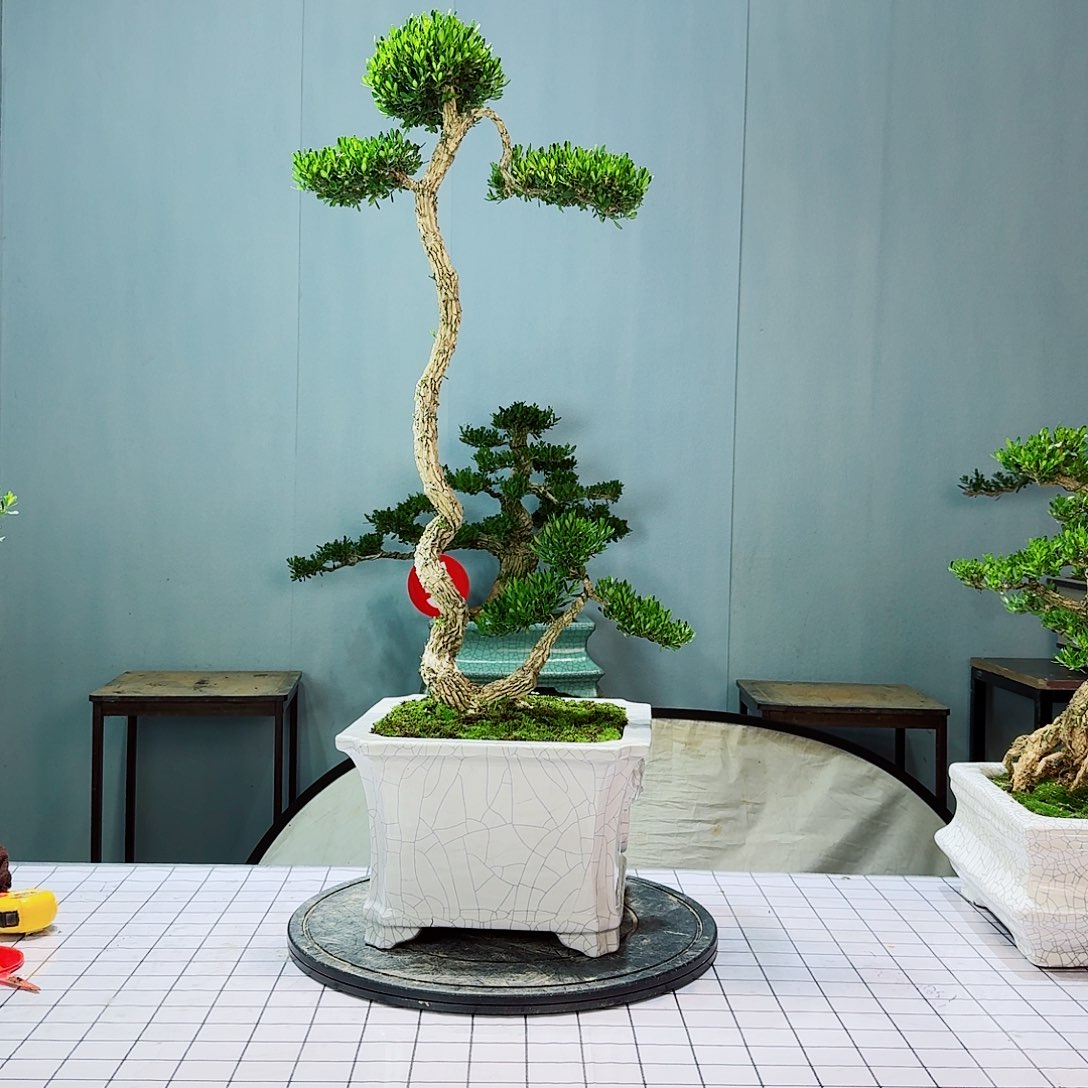 深**唐广东皱皮雀舌黄杨