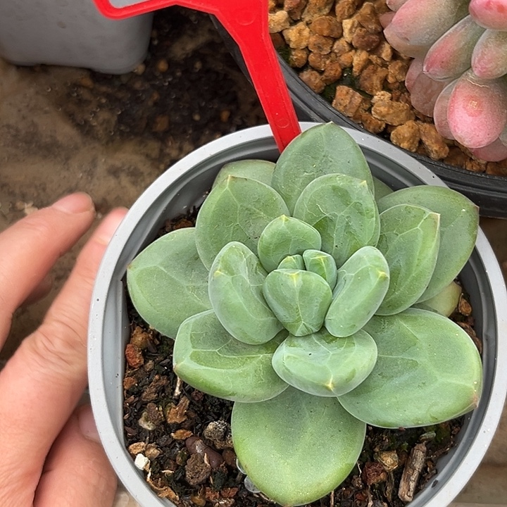 海洋之歌一物一拍733