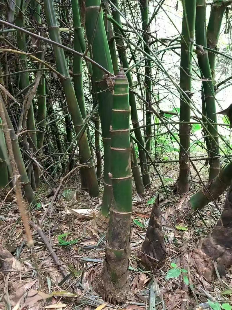 小叶簕竹生桩盆栽绿植南北方均可种植客厅玄关办公桌茶桌窗台等等