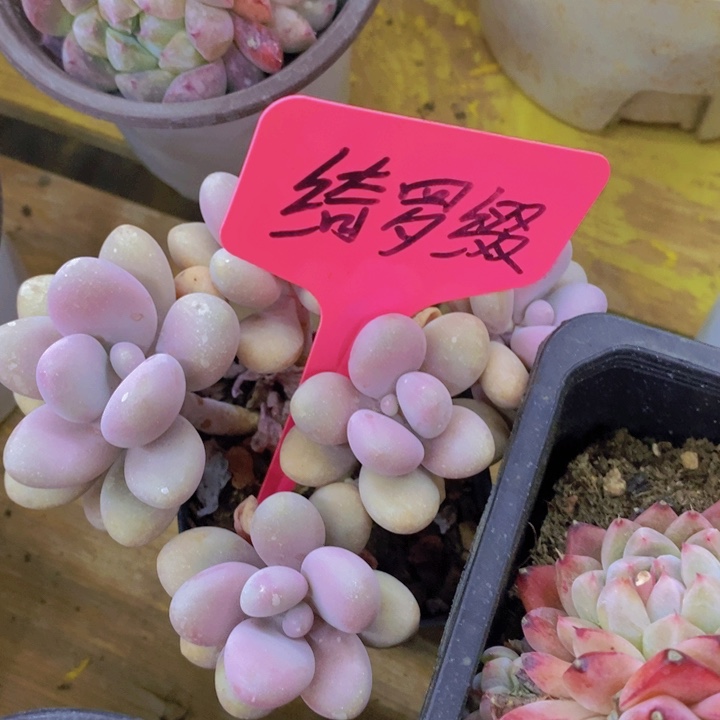 多肉植物，开心多肉
