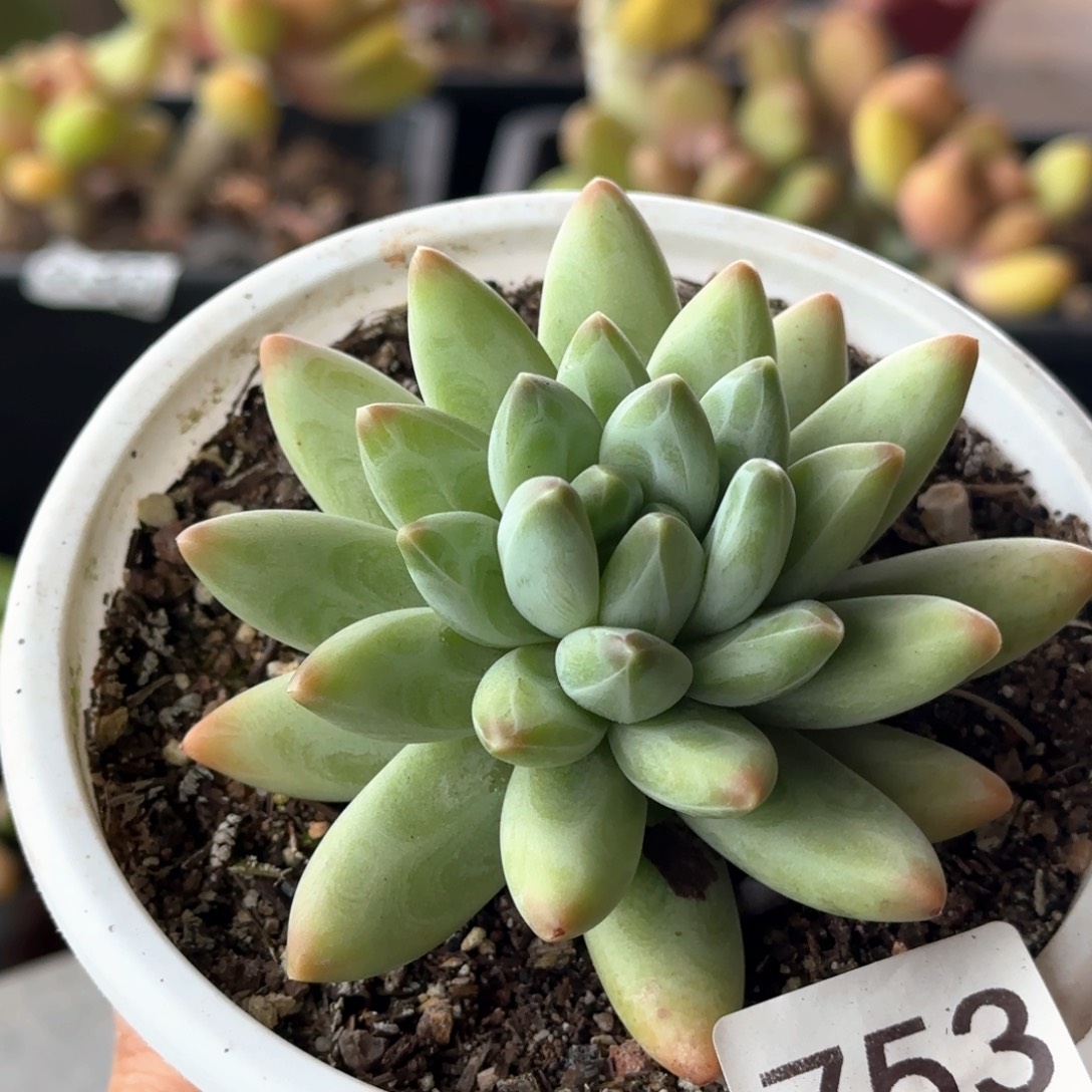 753号 一物一拍 一物一拍