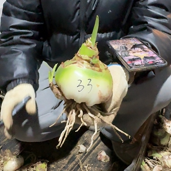 甜蜜妮芙33号 9～10带一个侧 开花包对版