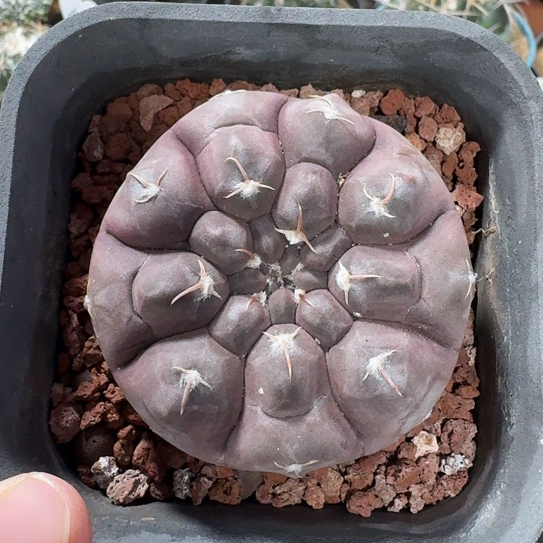 铅皮仙人球123456