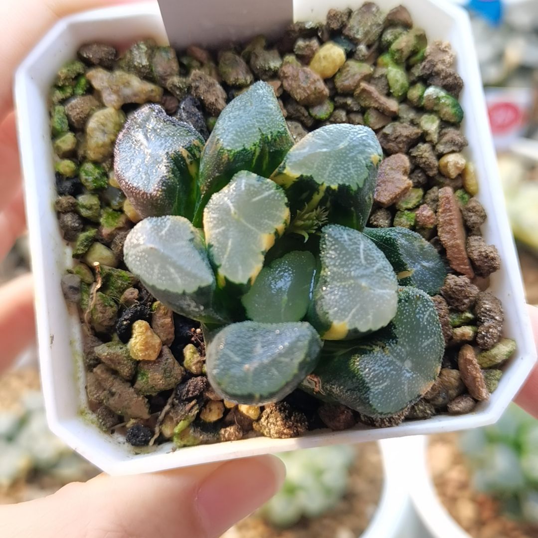 136号清万象锦一物一拍带盆土发货