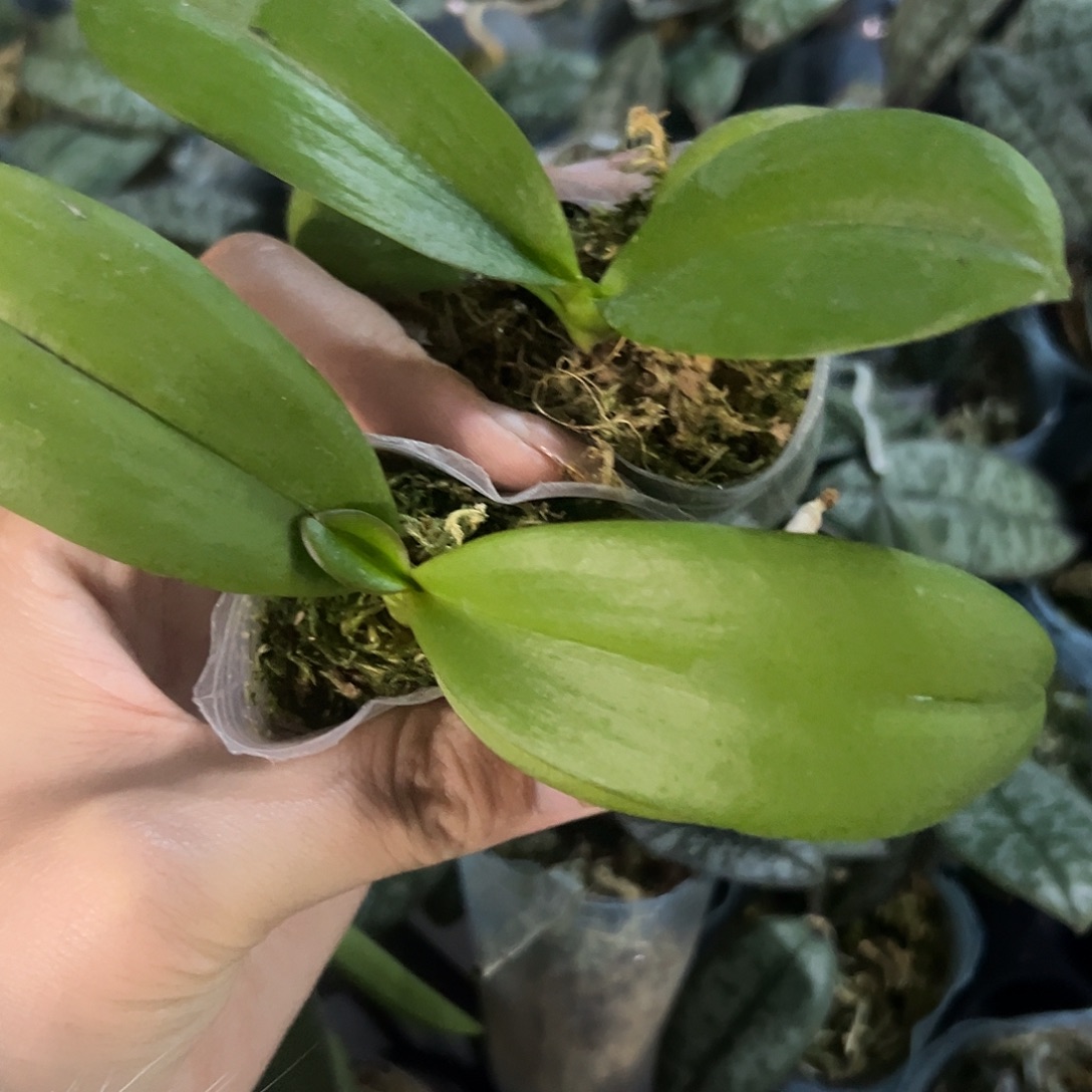 当前无花栽培后可以开花瓦利06139组合2棵1.7根少