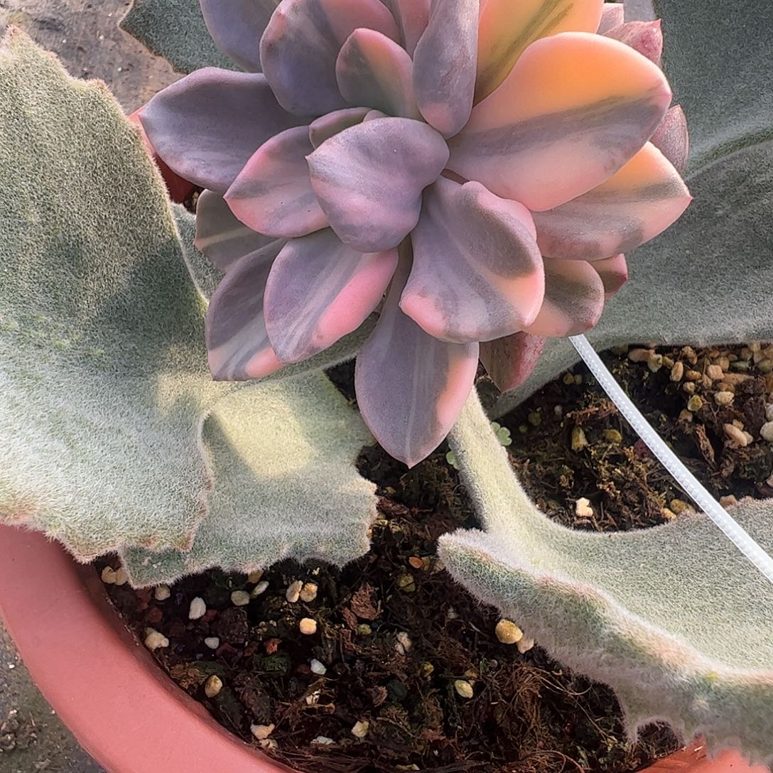 拾***漫多肉植物多肉植物