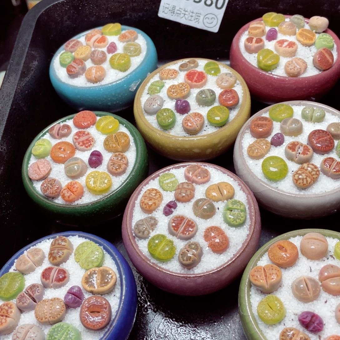 w6580冰裂纹小盆一份一盆量拍